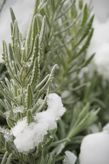 20081214-rosemary-snow-small