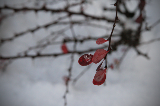 20081214-snow-leaf-small2