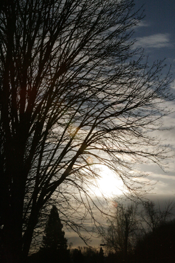 20081214-tree-sun-small