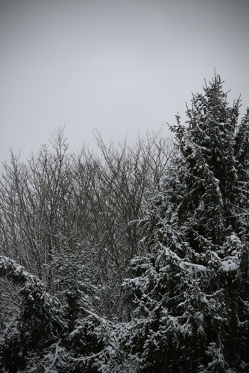 20081220-snow-trees-small