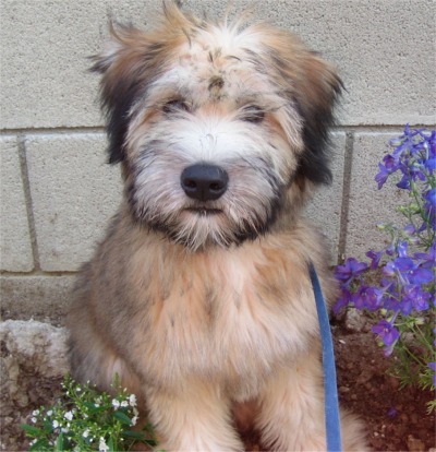 Types Puppies on Soft Coated Wheaten Puppy1