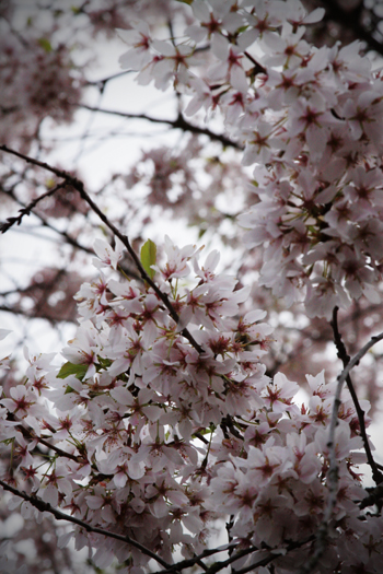 20090419-cherry-blossom-small
