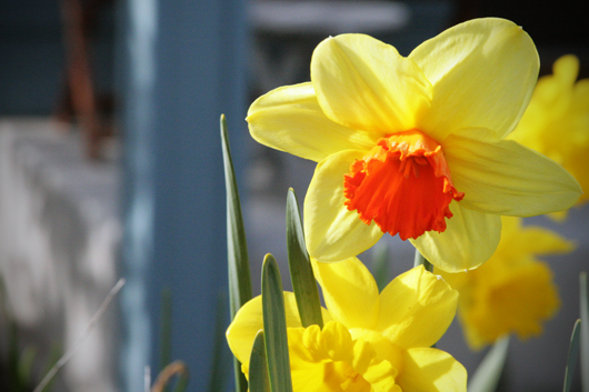 20090419-daffodil-small