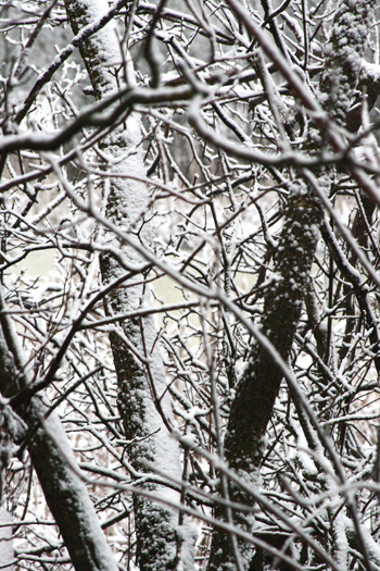 20091126 snow on branches small