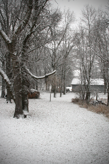 20091126 snow yard2 small