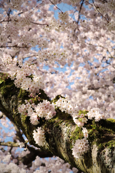 20130330 uw cherry blossoms2 sm