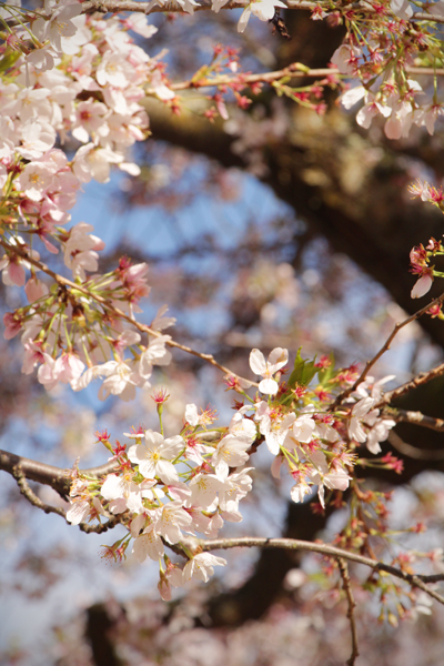20150321 cherry blossoms1 sm