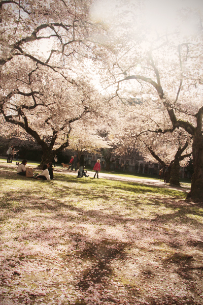 20150321 cherry blossoms2 sm