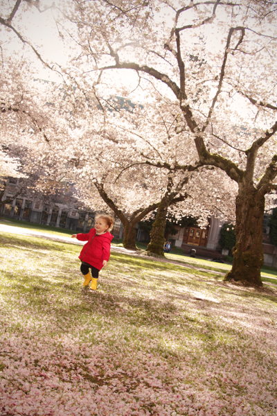 20150321 cherry blossoms4 sm