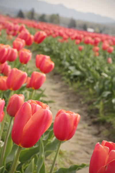 20150405 tulips7 sm