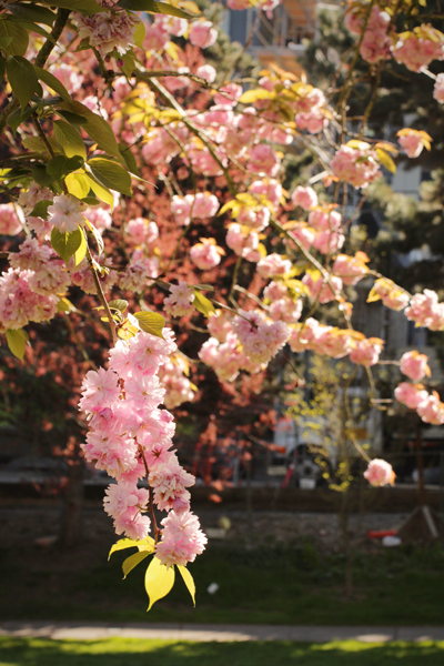 20150409 cc blossoms2 sm