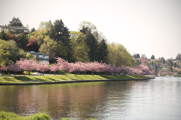 20150409 lake washington blossoms1 sm