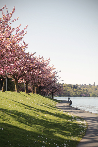 20150409 lake washington blossoms2 sm