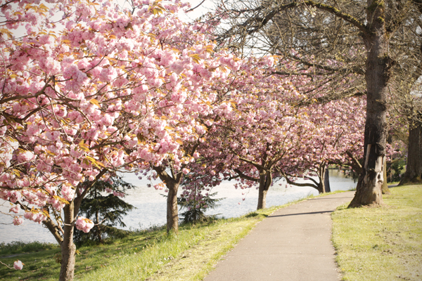 20150409 lake washington blossoms3 sm