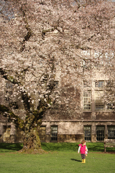 20160306 cherry blossoms4 sm