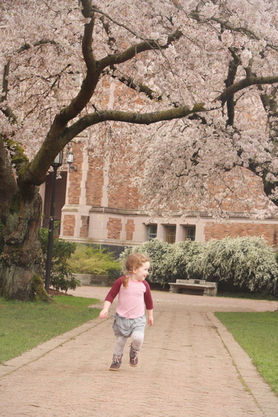 20160318 uw cherry blossoms8 sm