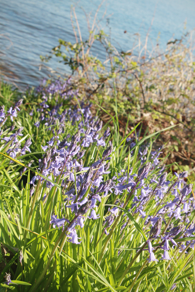 20160401 lake washington8 sm