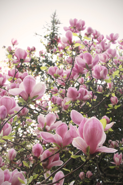 20160403 kubota gardens9 sm