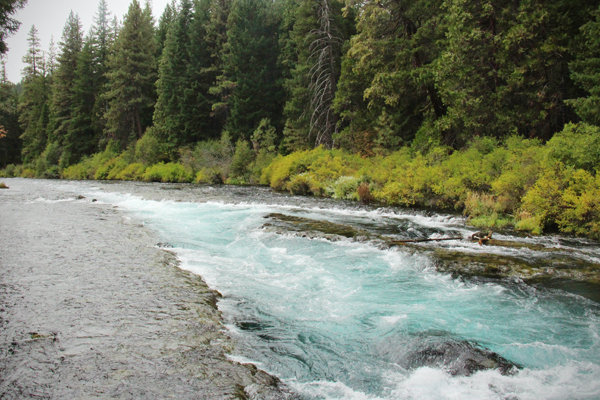 20160901 metolius river14 sm